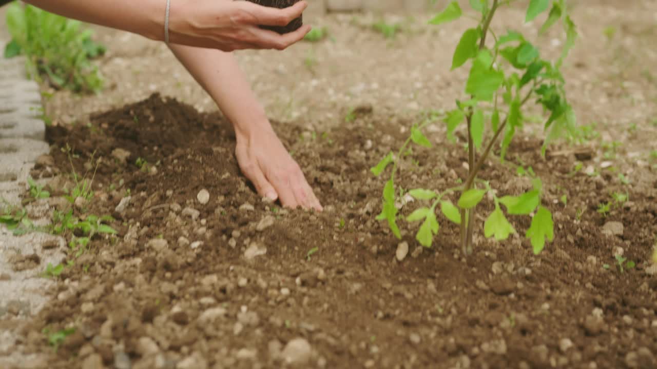 女人在耕地上种苗，手持式拍摄视频素材