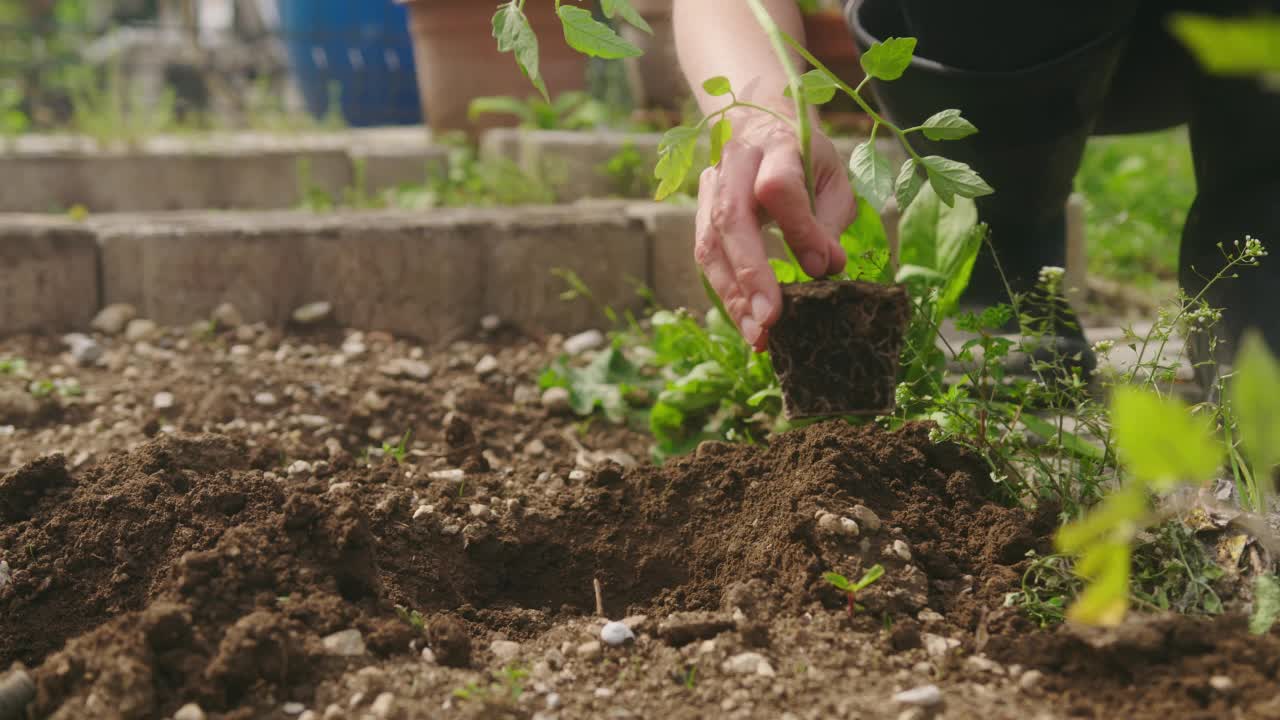 女性手把植物放进土里的一个洞里，特写镜头视频素材