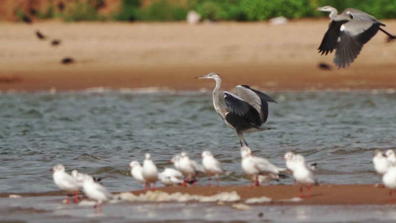 鹭飞行。苍鹭(Ardea cinerea)结束飞行，降落在阳光明媚的夏夜浅水中。视频素材