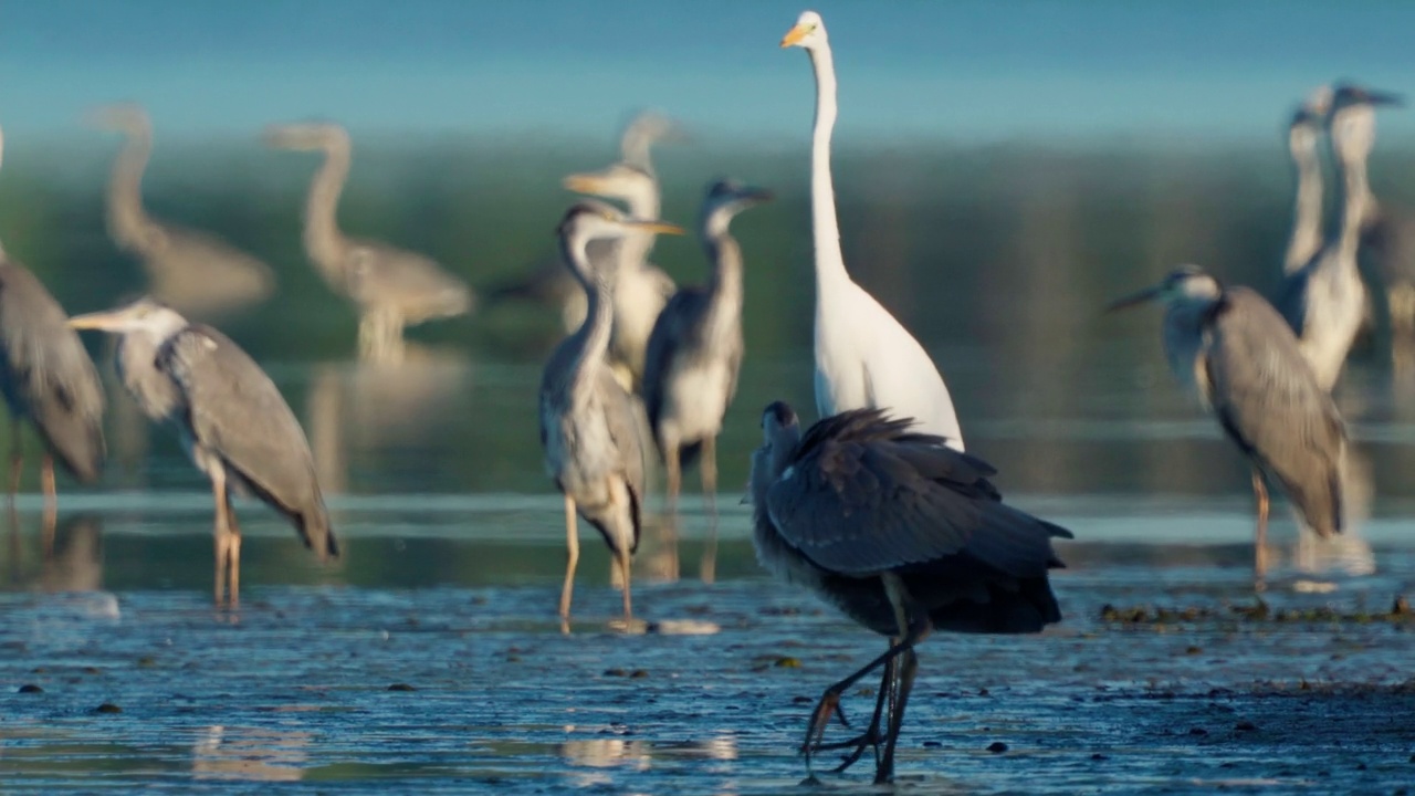 鸟类市场-一群苍鹭(Ardea cinerea)和一只大白鹭(Ardea alba)休息在一个阳光明媚的夏天晚上的浅水。视频素材