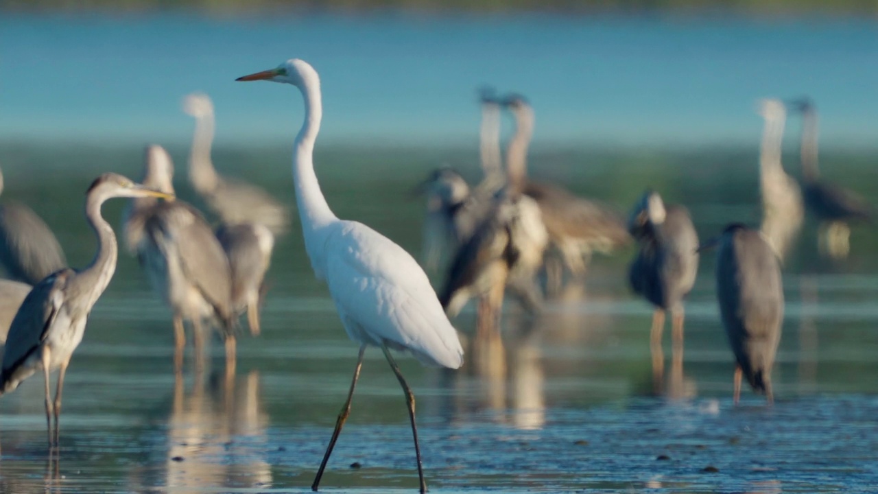 鸟类市场-一群苍鹭(Ardea cinerea)和一只大白鹭(Ardea alba)休息在一个阳光明媚的夏天晚上的浅水。视频素材