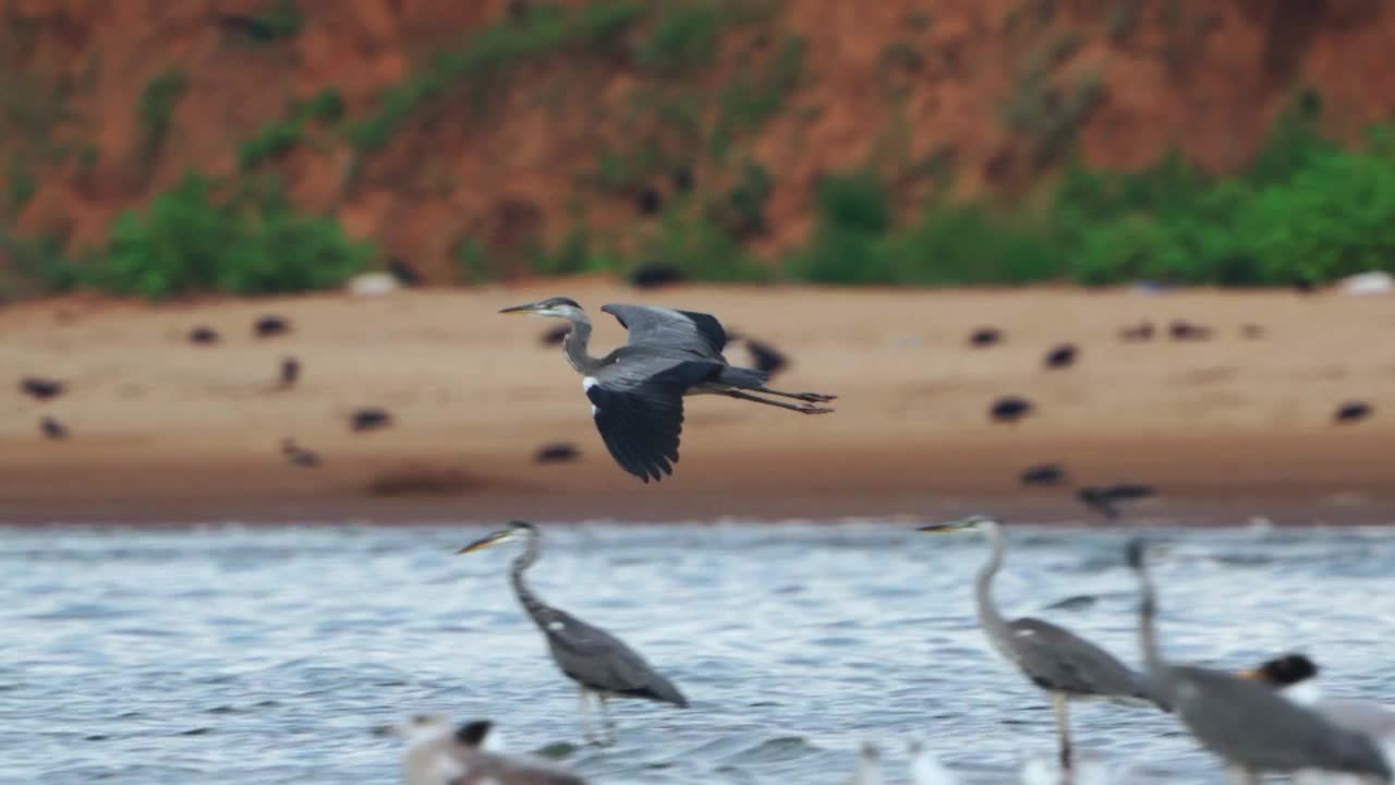 鹭飞行。苍鹭(Ardea cinerea)结束飞行，降落在阳光明媚的夏夜浅水中。视频素材