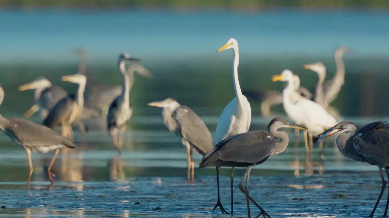 鸟类市场-一群苍鹭(Ardea cinerea)和一只大白鹭(Ardea alba)休息在一个阳光明媚的夏天晚上的浅水。视频素材