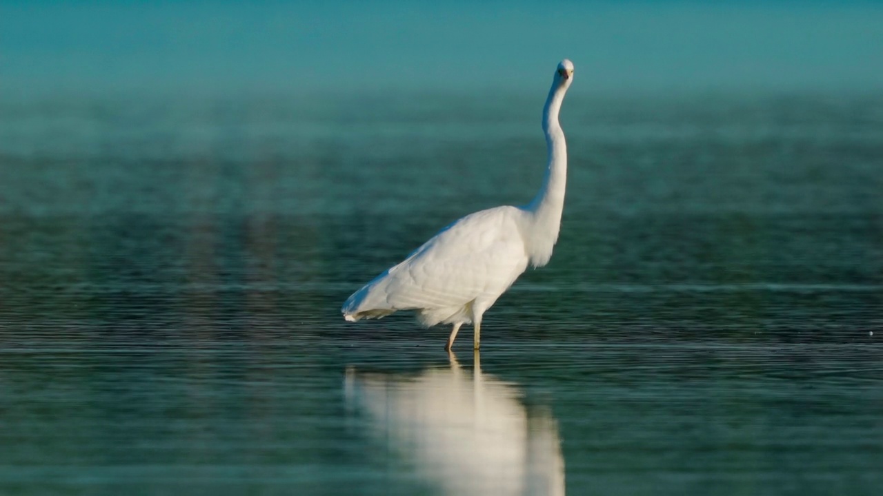 鸟-大白鹭(Ardea alba)站在一个阳光明媚的夏夜浅水。视频素材