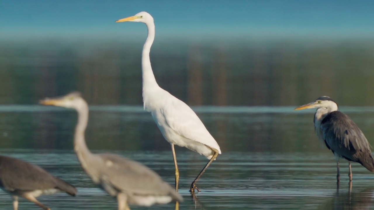 鸟类市场-一群苍鹭(Ardea cinerea)和一只大白鹭(Ardea alba)休息在一个阳光明媚的夏天晚上的浅水。视频素材