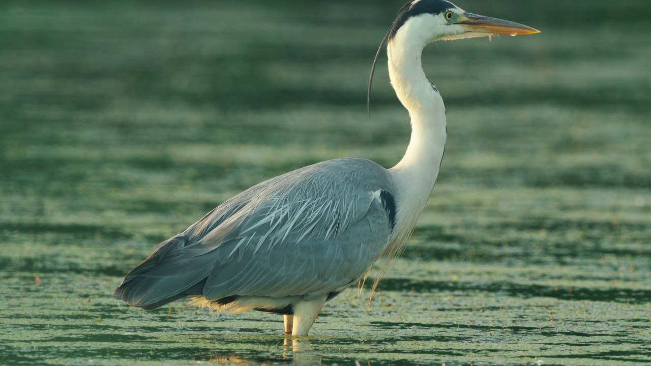 苍鹭(Ardea cinerea)站在浅水中，在初夏的早晨休息。视频素材