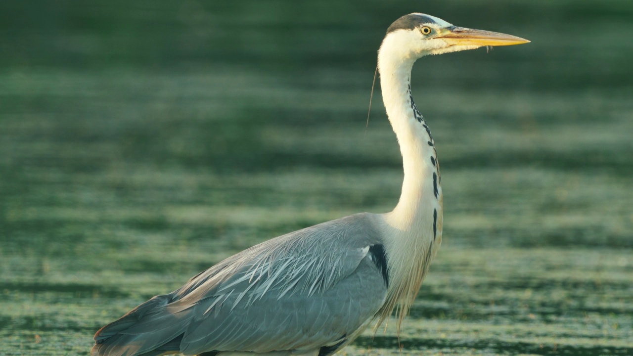 苍鹭(Ardea cinerea)站在浅水中，在初夏的早晨休息。视频素材