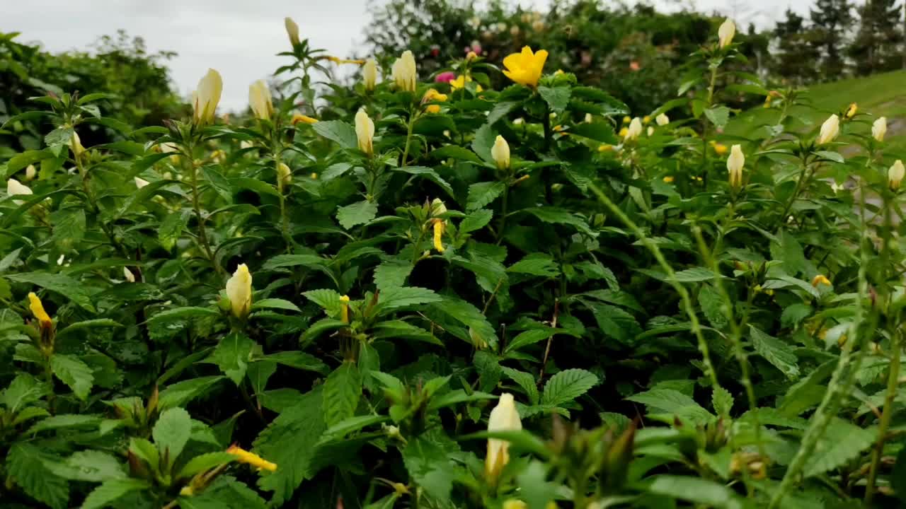 一朵盛开的花的运动视频下载