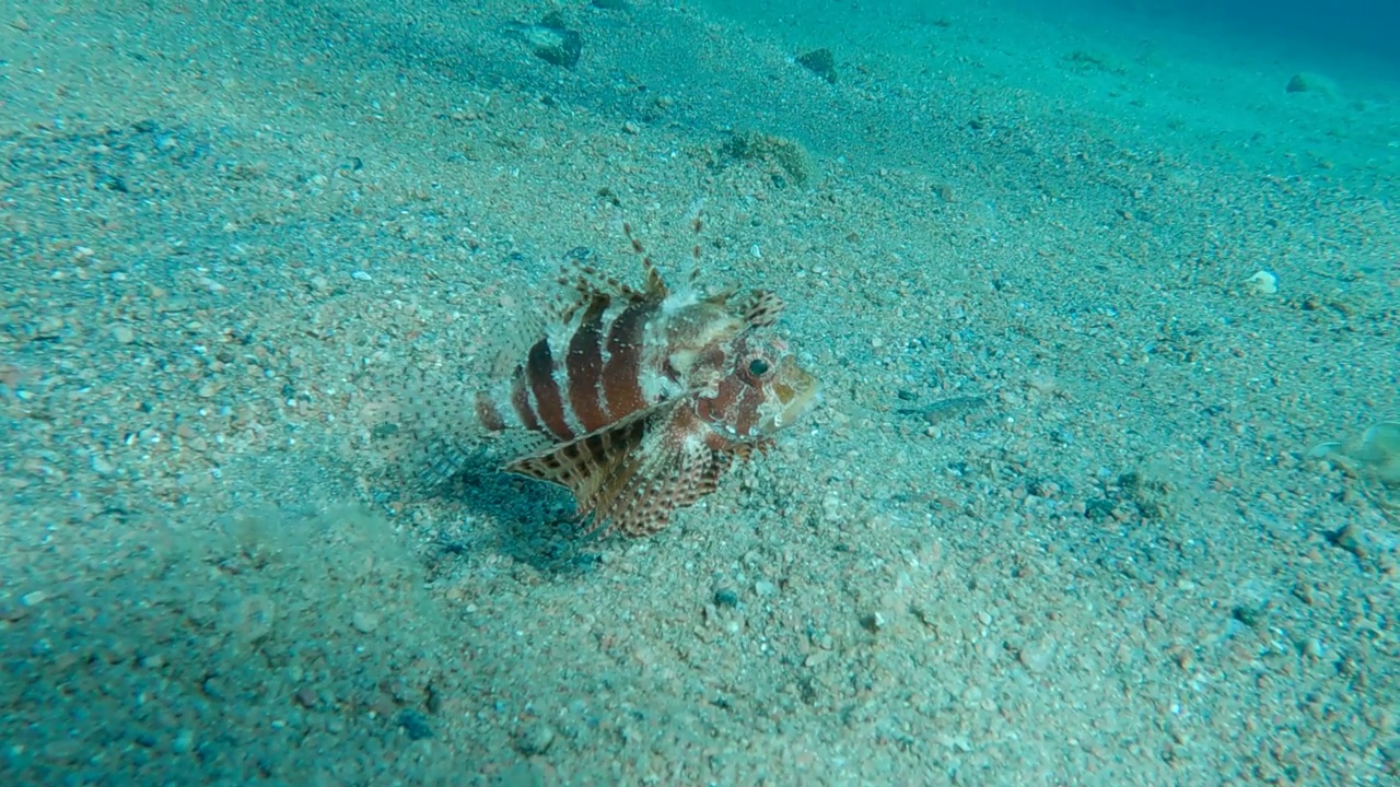 斑马鱼坐在沙底。斑马鱼，红海小狮子鱼或斑马鱼火鸡鱼- Dendrochirus Zebra, Dendrochirus hemprichi。缓慢的运动。埃及红海视频素材