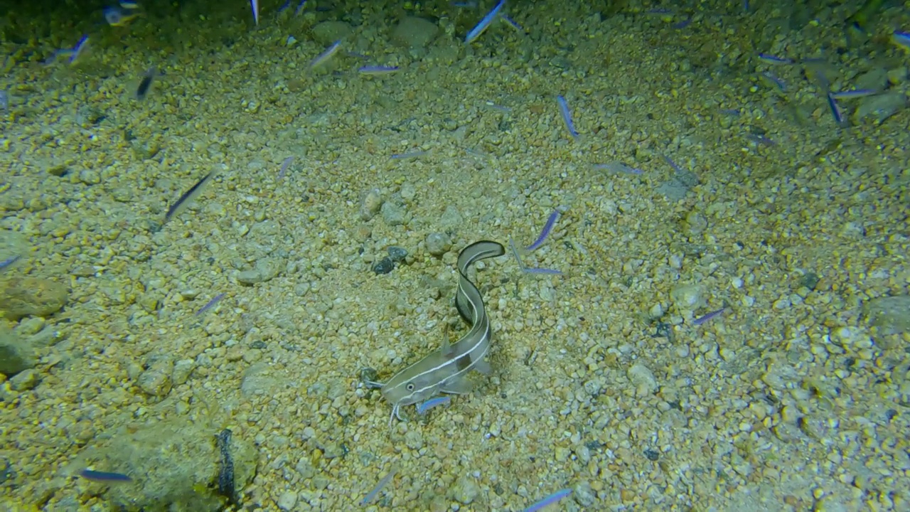 条纹鲶鱼在夜间在海床上捕食，周围游弋着一群小鱼。条纹鳗鲶鱼。埃及红海视频素材