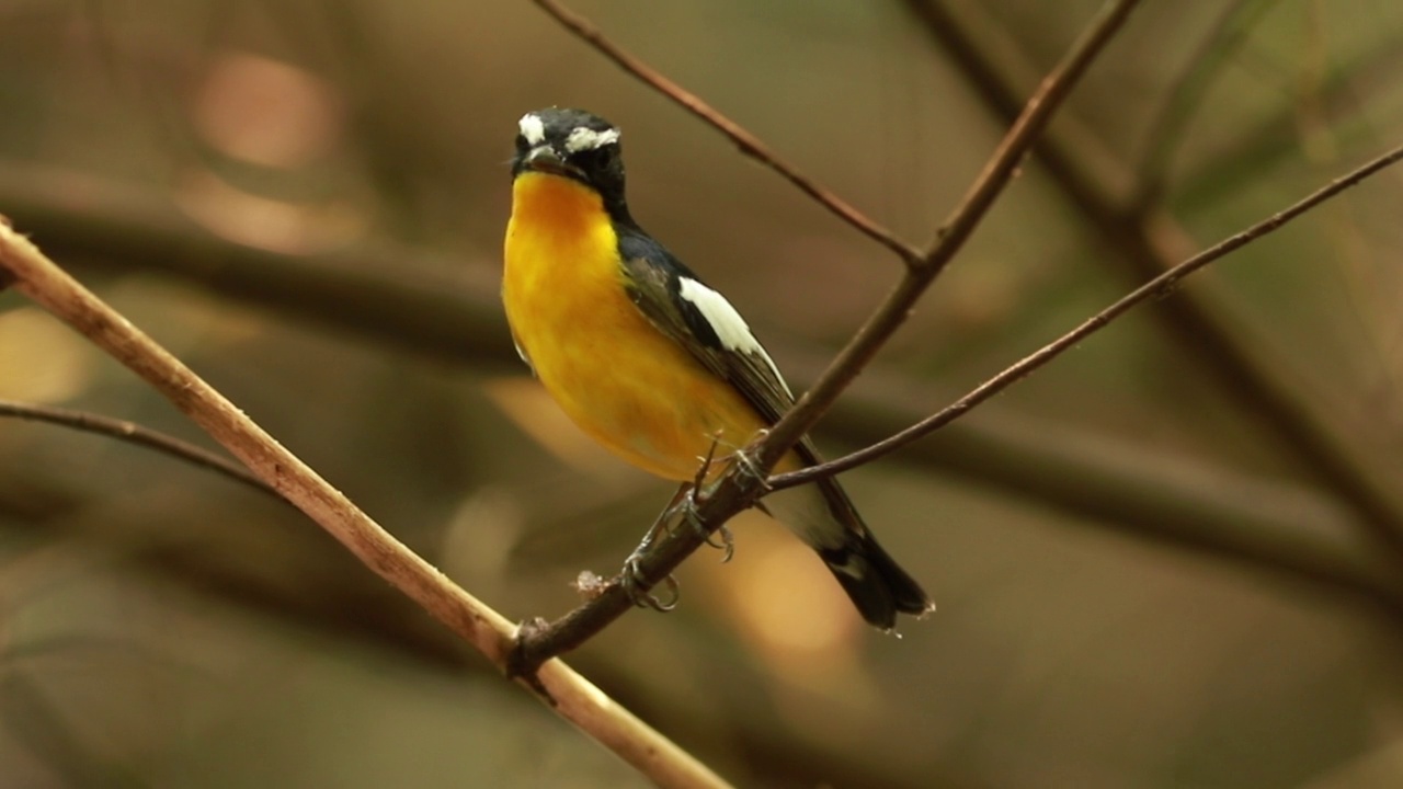 鸟，黄腰Flycatcher (Ficedula zanthopygia)美丽的视频素材