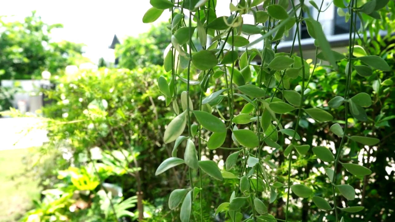 近景盘白钻石前景挂在前面模糊的
房子花园在阳光明媚的日子。植物悬挂，家居装饰理念。视频素材