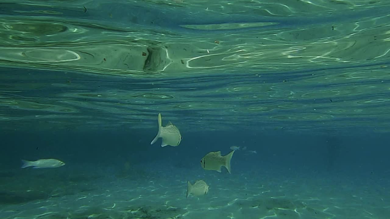 小鱼在海水表面下游泳的水下场景。慢动作视频素材