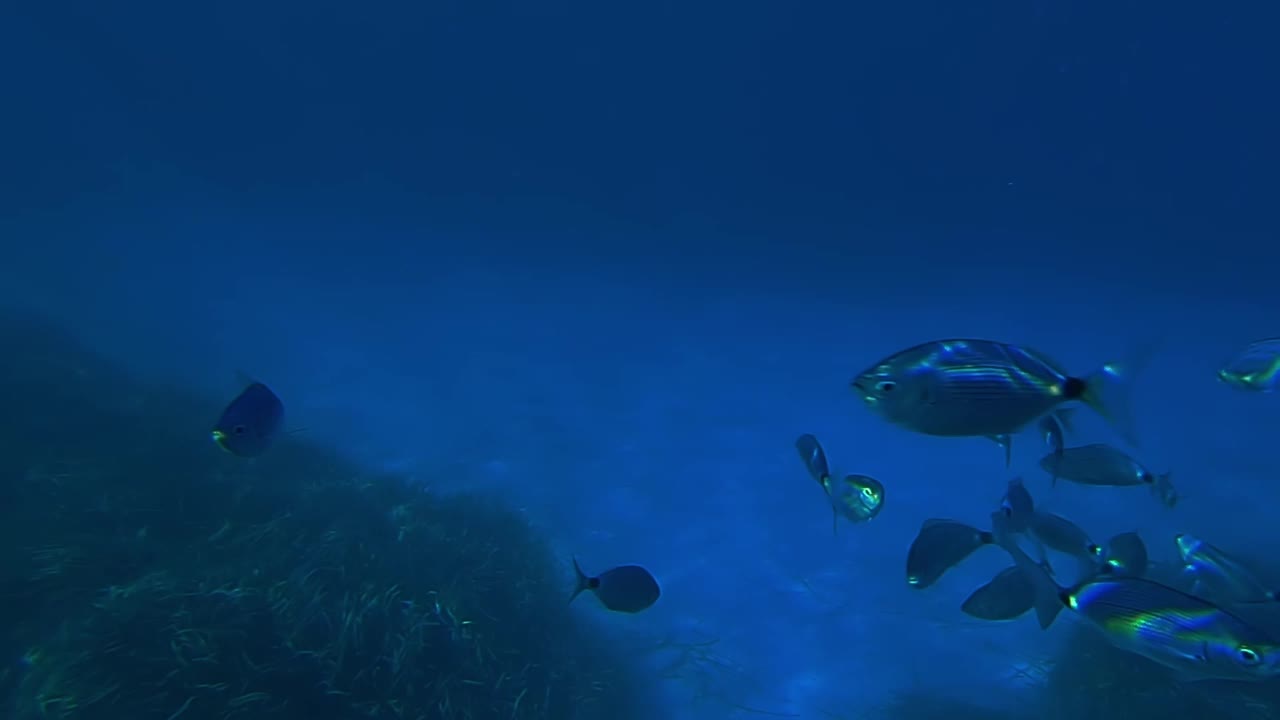 在水下的学校鱼游泳在水晶清澈的蓝色和深的海水。慢动作视频素材