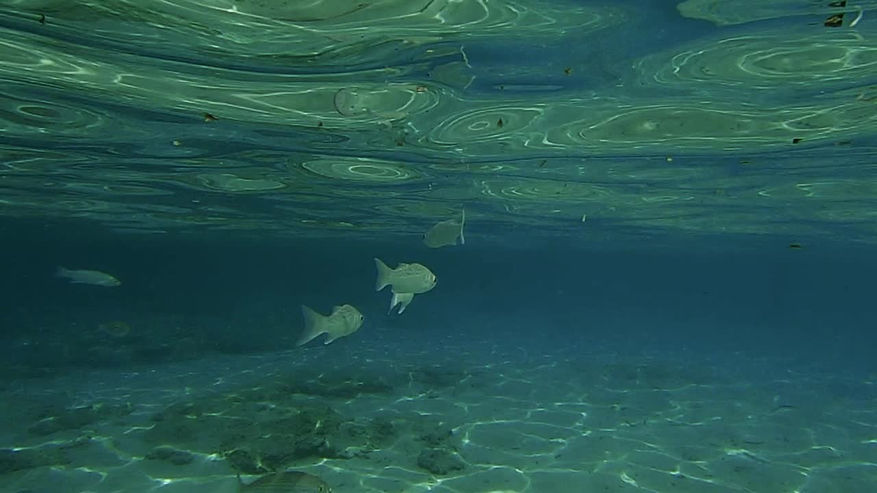 水下场景的小鱼游泳在绿松石翡翠和水晶的海水表面。慢动作视频素材