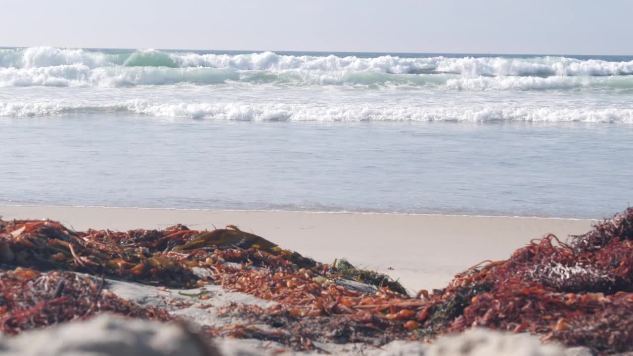 美国加州太平洋海岸的海滩上，巨大的海浪拍打着海带。视频素材