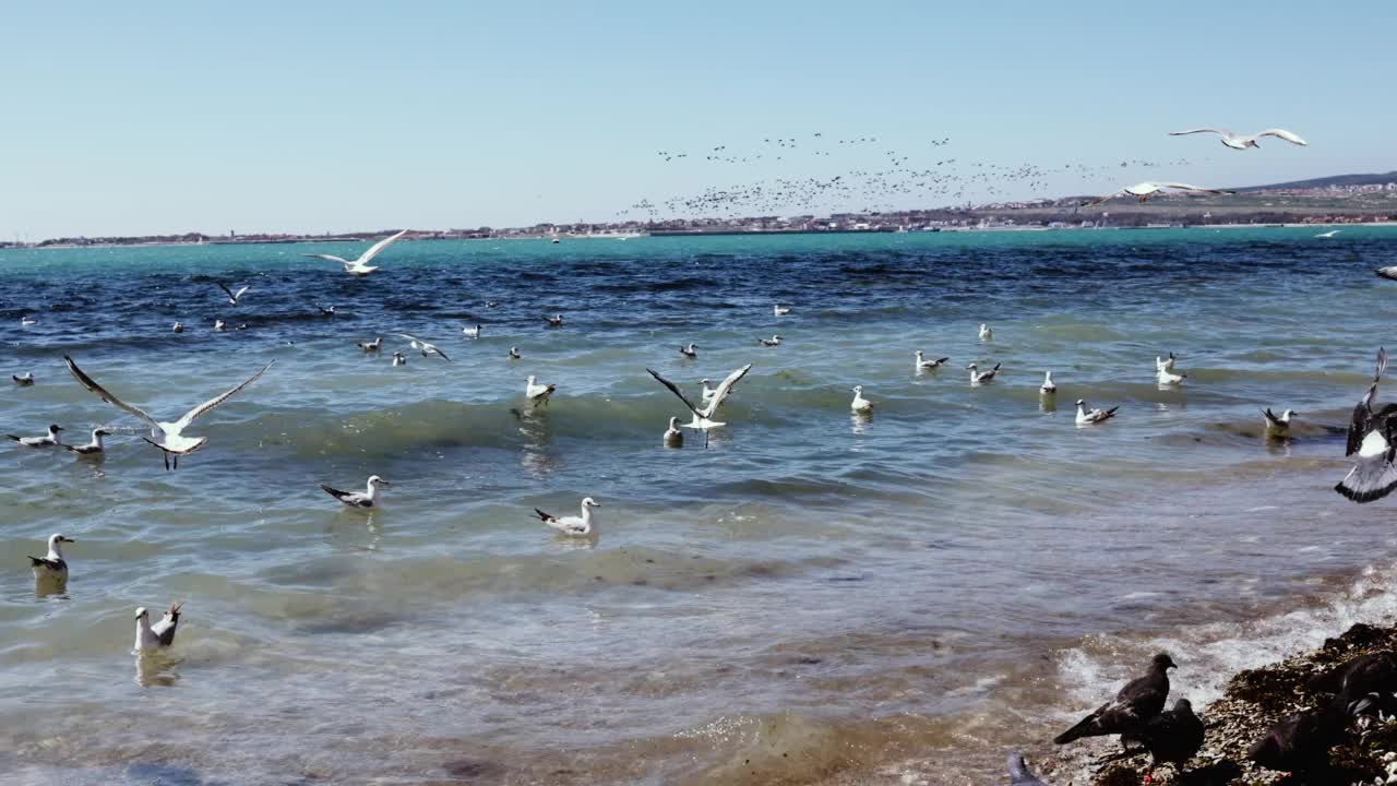 在岩石海滩附近乱飞的海鸥。春天的一天，一大群鸭子飞过黑海美丽的海景视频下载