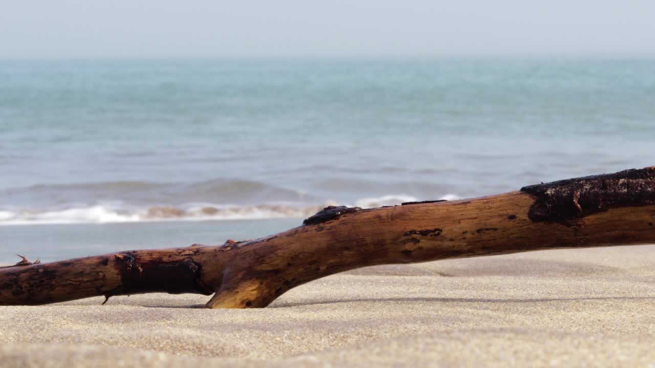 [4K]蓝色海浪带着浮木冲击热带沙滩(2/4)视频素材