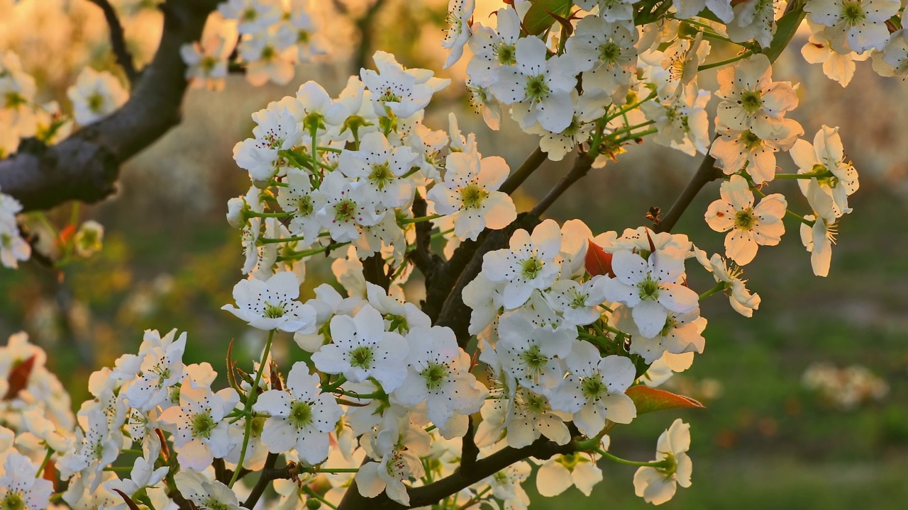 梨花晚霞自然景观视频素材