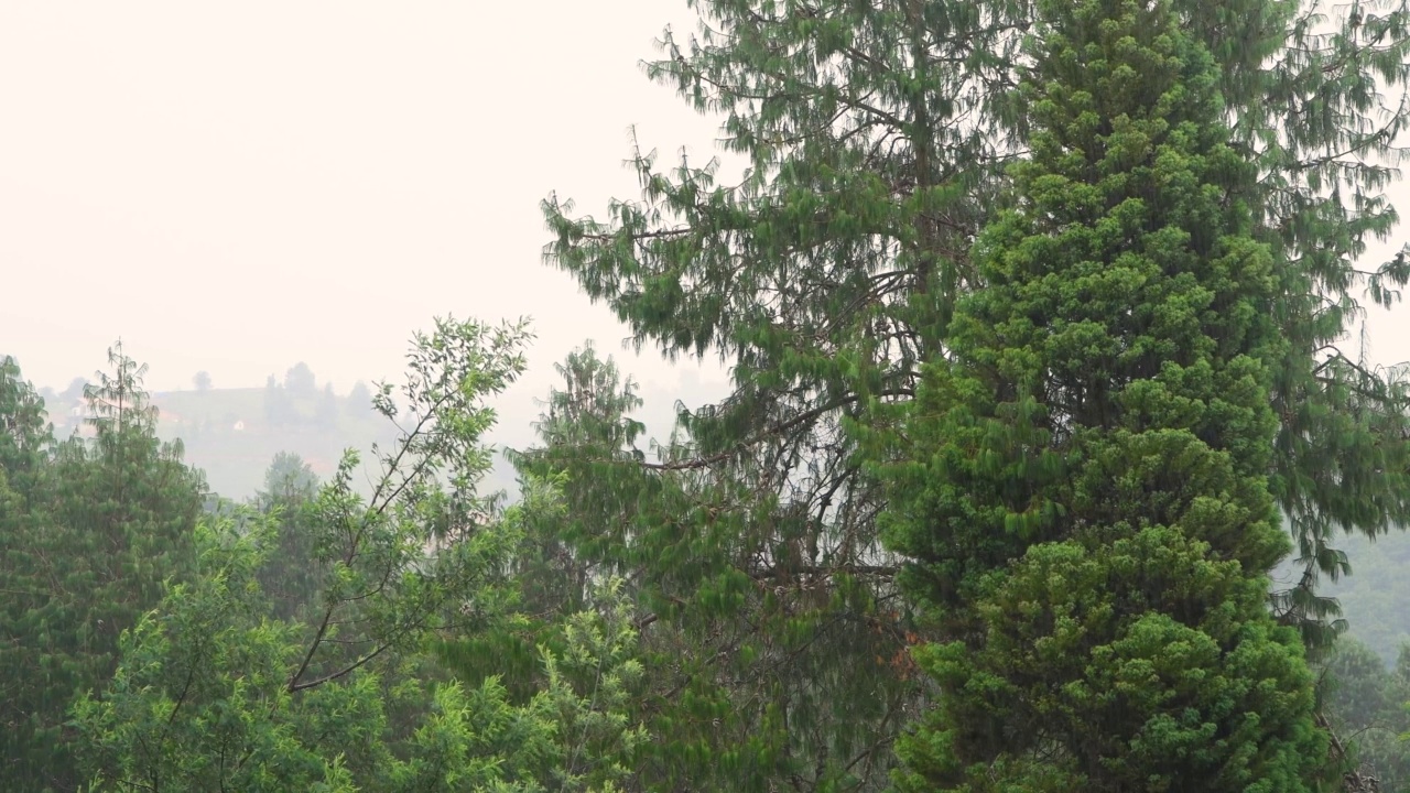 巴西森林里的雨天。雨落在树上视频素材