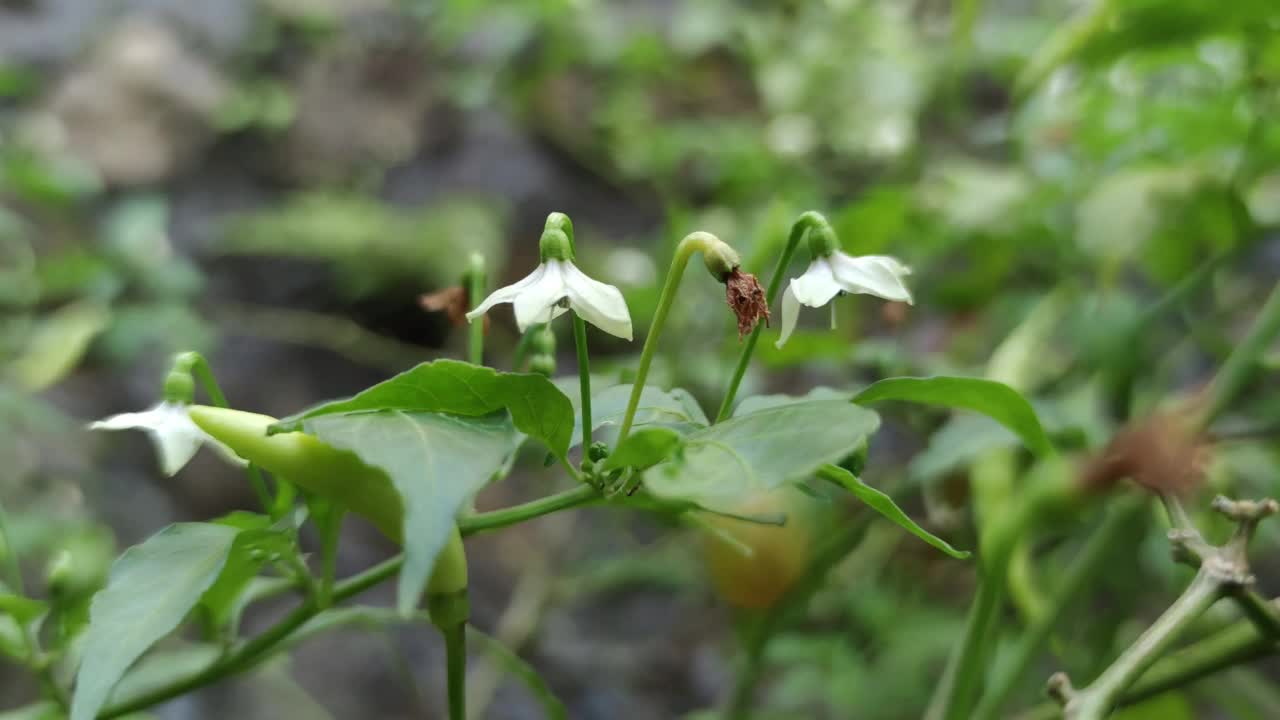 白辣椒花视频下载