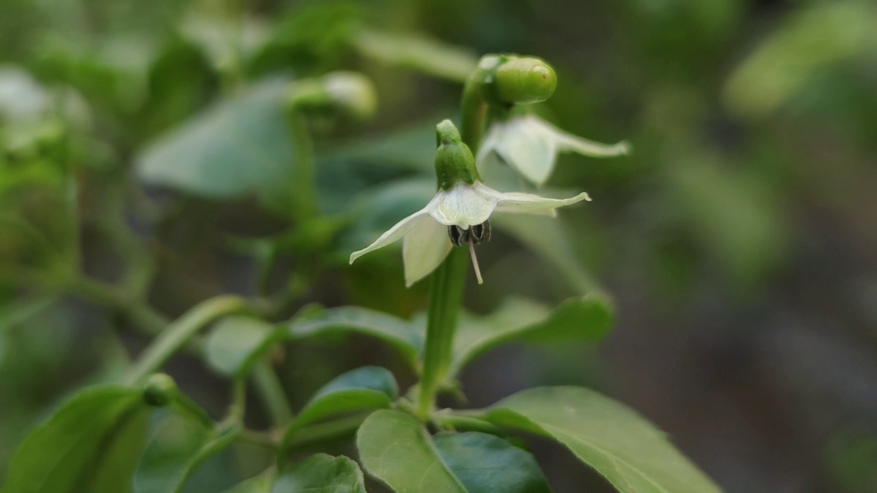 白辣椒花视频素材