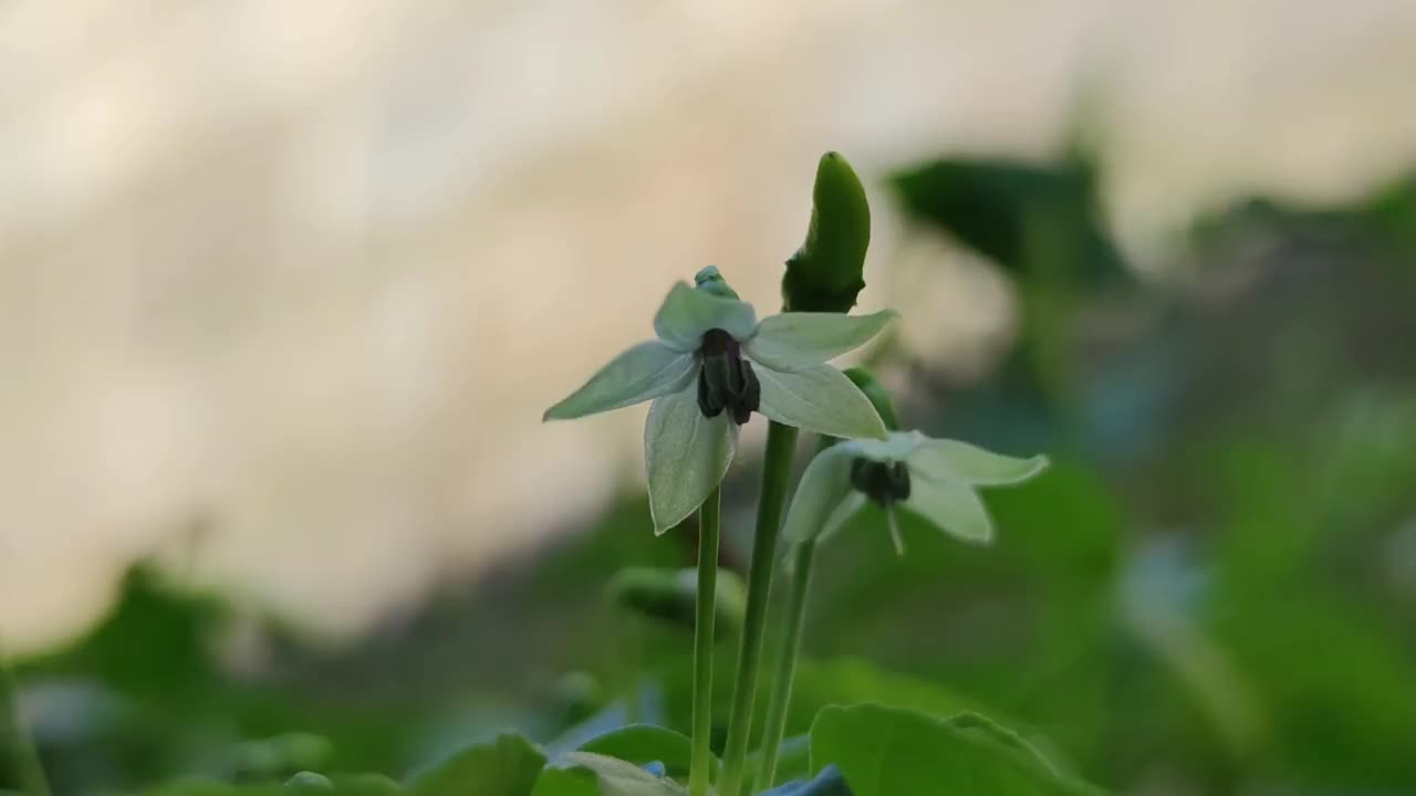 白辣椒花视频下载