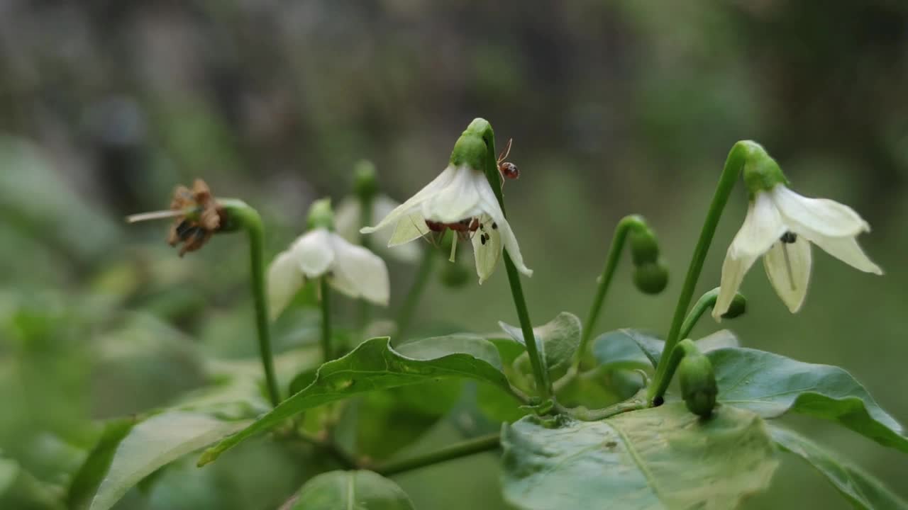 白辣椒花视频下载