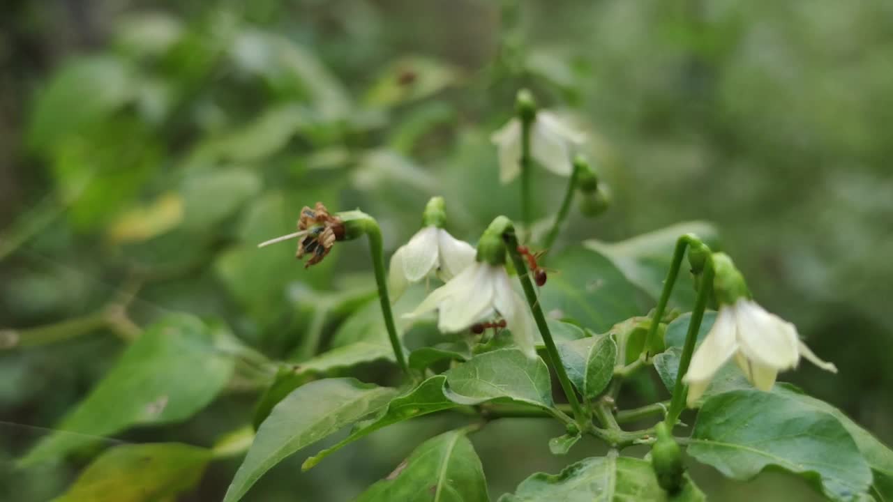 白辣椒花视频下载