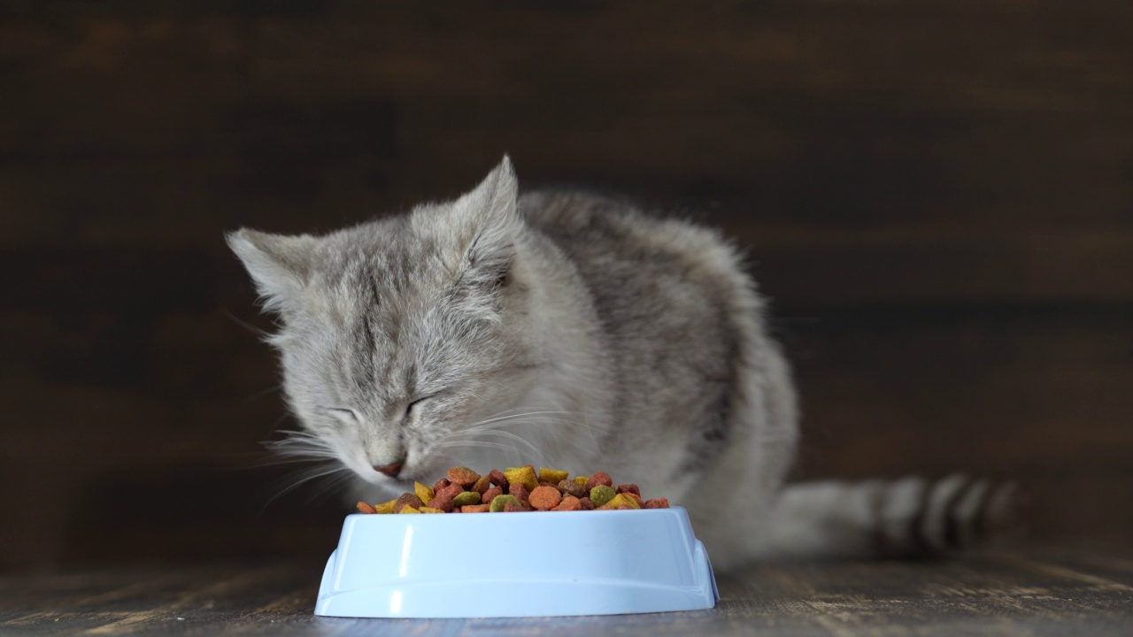 可爱的灰色猫在吃蓝色塑料碗里的干粮，近距离观察视频素材