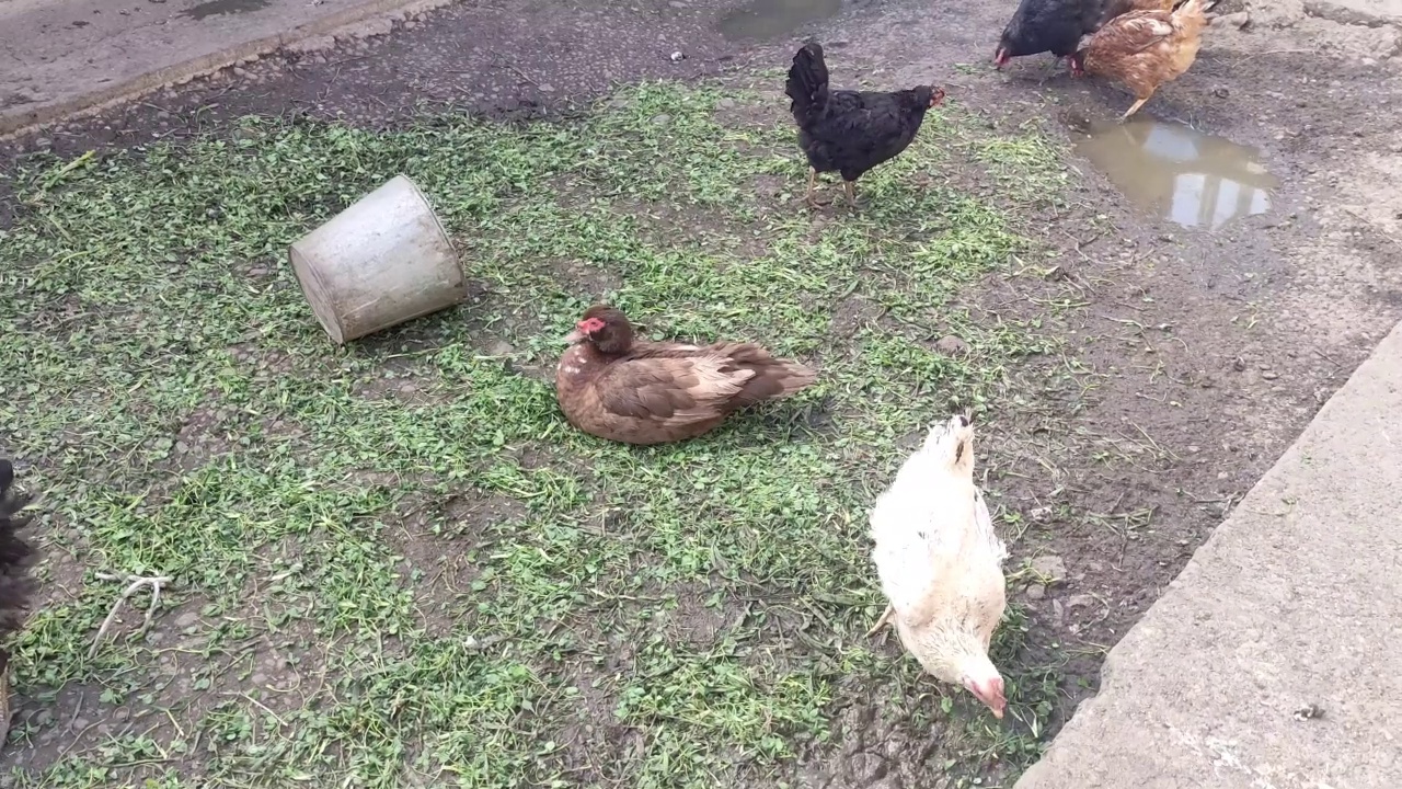 鸭子和鸡在农场的院子里走来走去视频素材