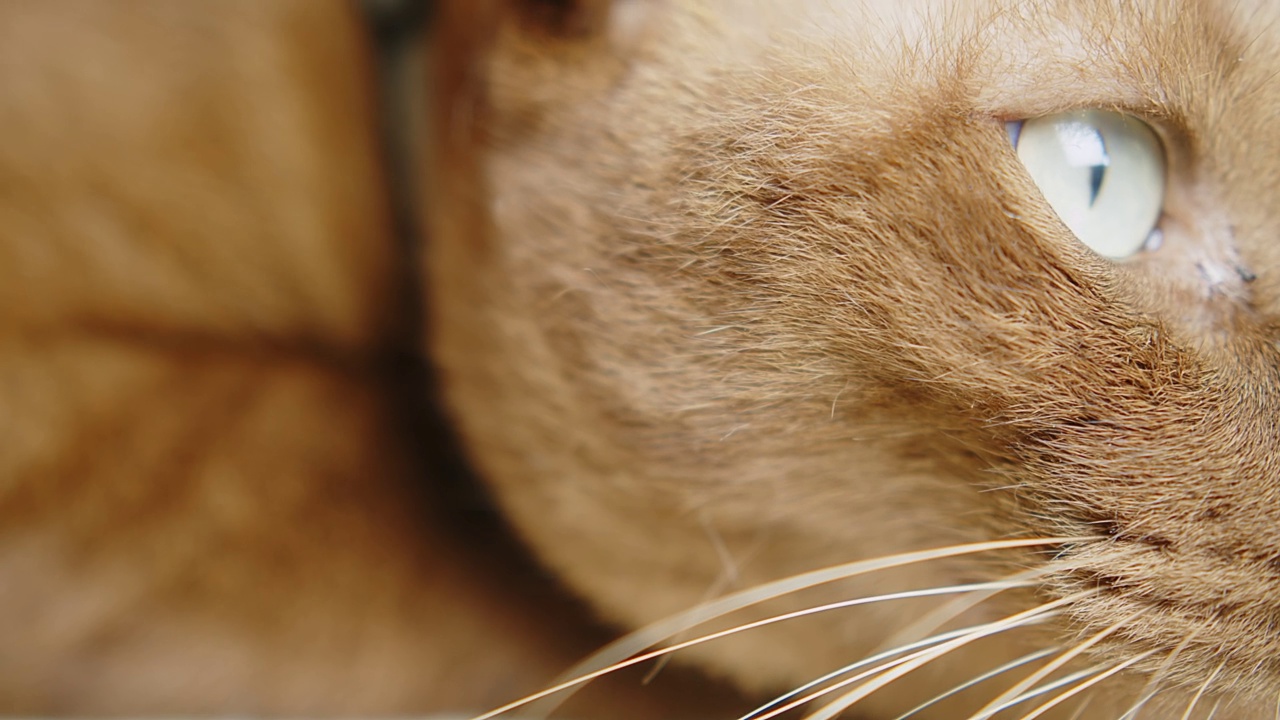 闭上猫的眼睛，猫慢慢地睁开和闭上眼睛。宏视频拍摄视频素材