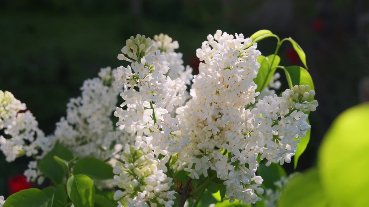 春天花园里的白色丁香花。特写镜头。视频素材