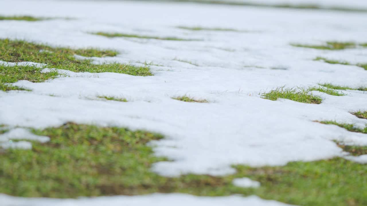 雪地下的冬小麦田。农业季节背景。锅视频素材