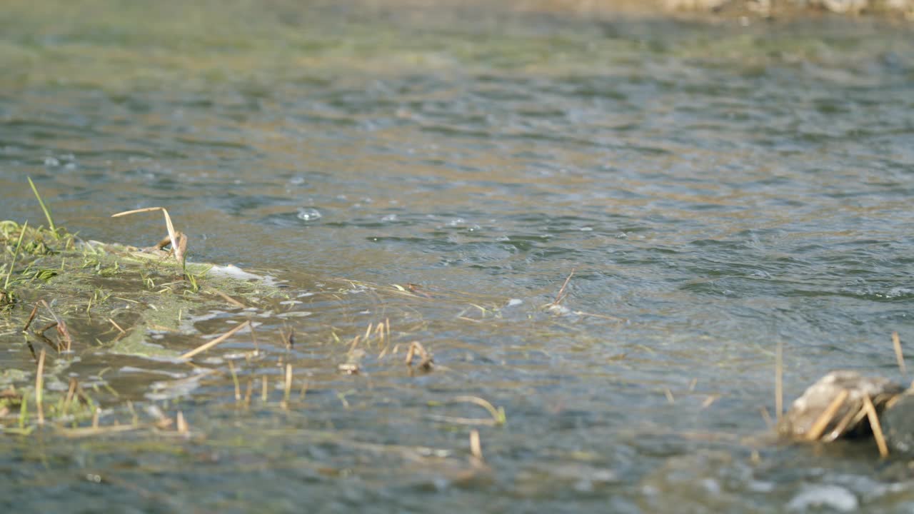 平静流淌的泉水融水。在海藻中起泡的水散景视频素材