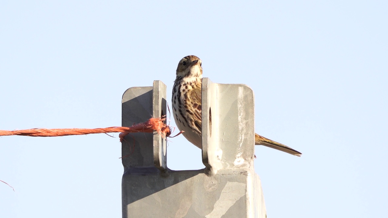 一只草地鹨(Anthus pratensis)藏在金属杆上视频素材