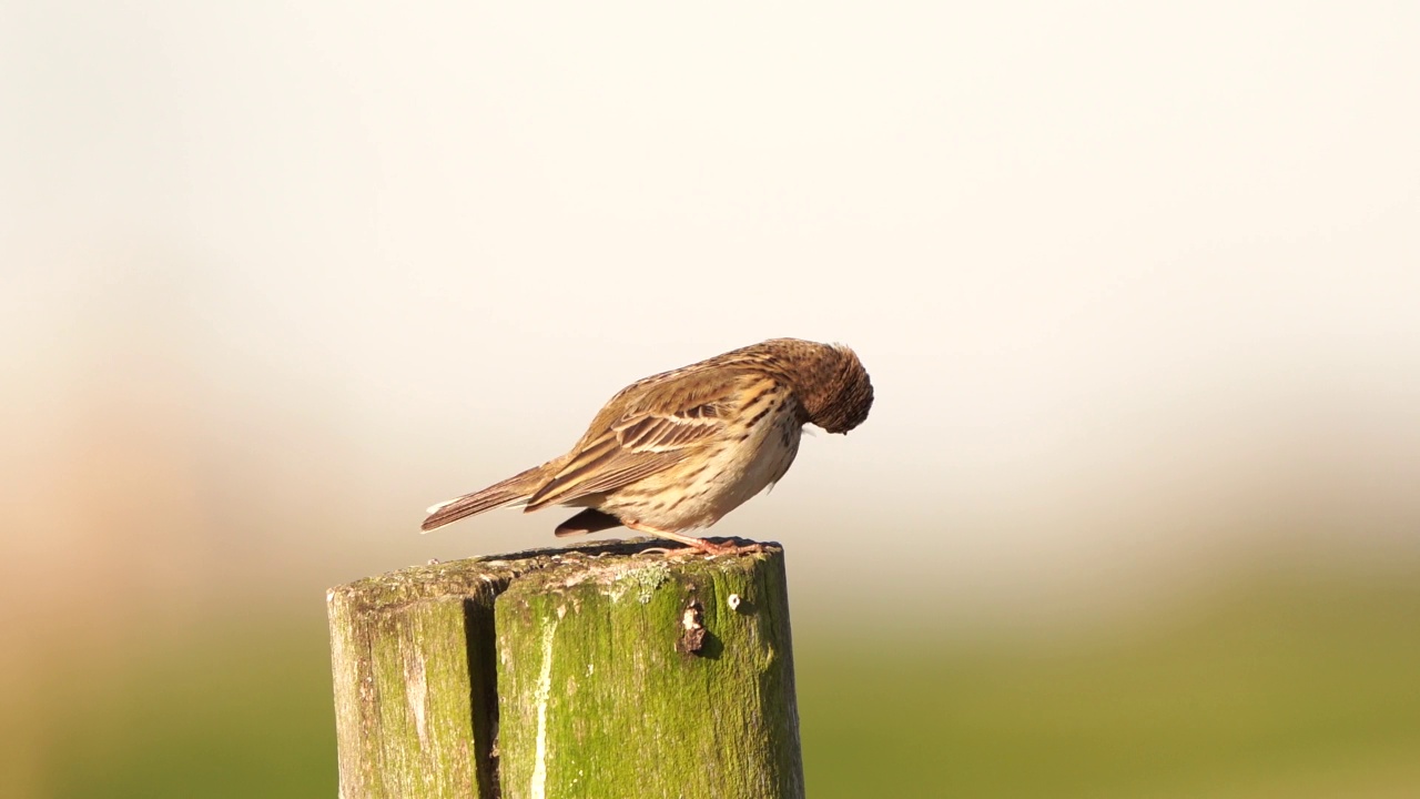 草地鹨(Anthus pratensis)坐在一根杆子上飞走了视频素材