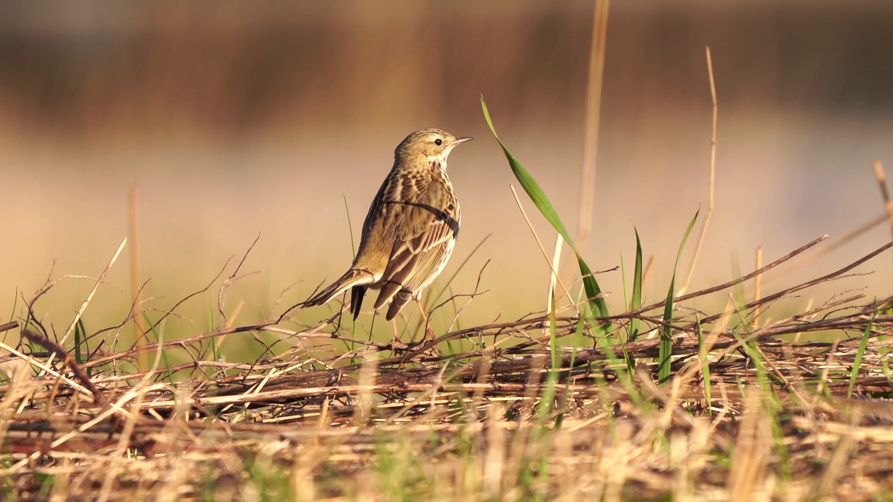 草地鹨(Anthus pratensis)坐在地上晒太阳视频素材