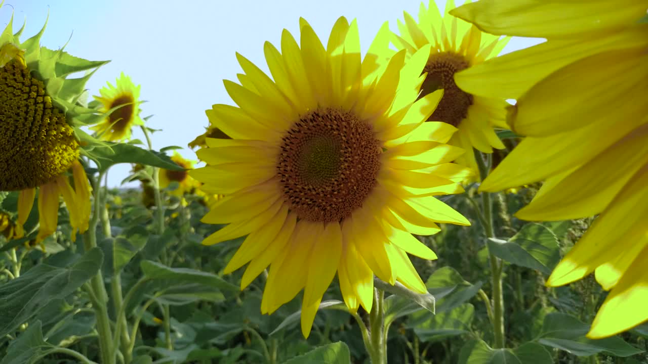 向日葵。向日葵花在阳光明媚的天空下视频素材