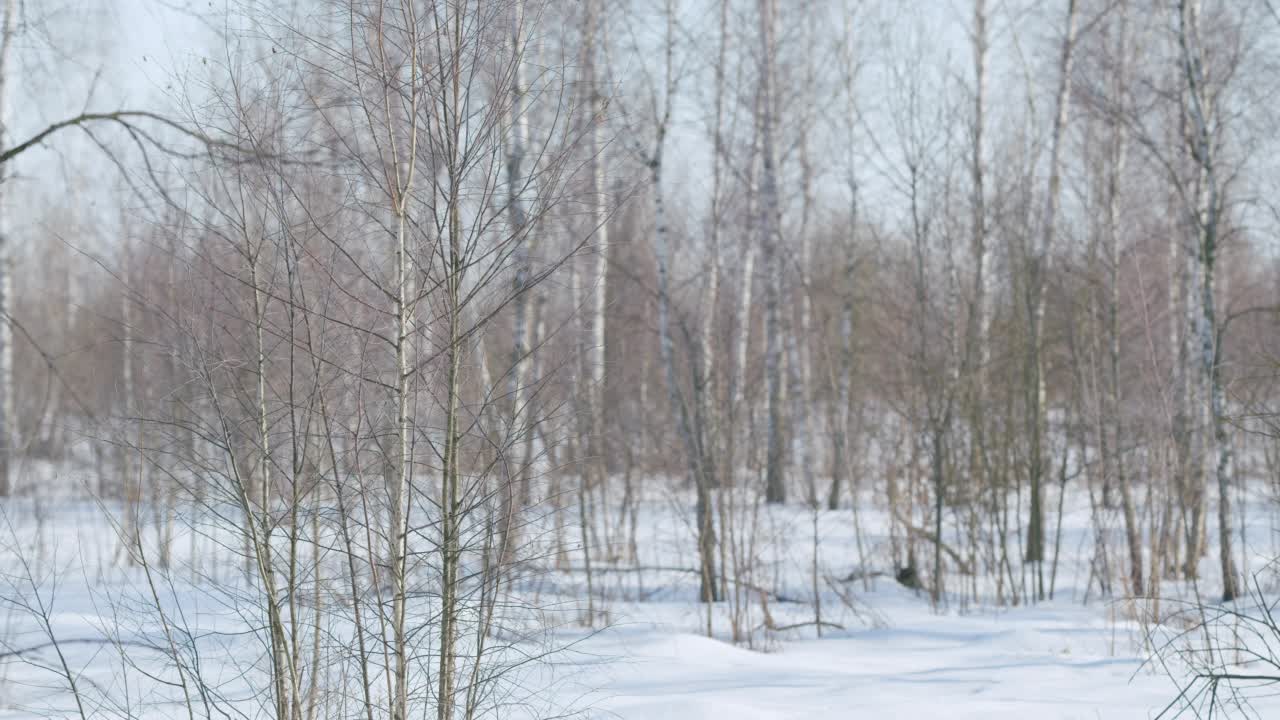 冬季桦树林和阳光。雪上长长的影子视频素材