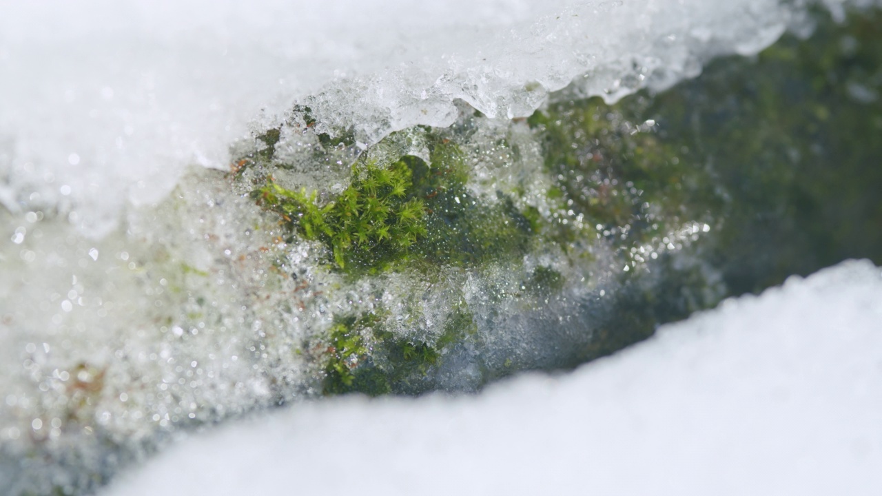 春天。雪部分覆盖了绿色的苔藓。从左到右平移视频素材