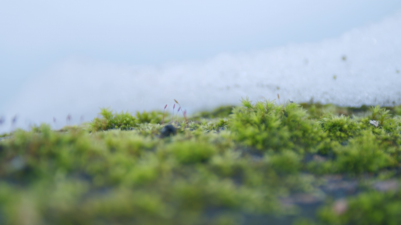 森林里的苔藓被雪覆盖着。森林里的季节由冬转春。微距镜头视频素材