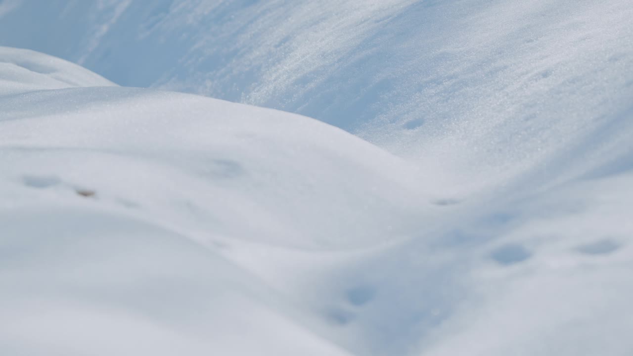 桦树和橡树的阴影在冬季的雪地上运动视频素材