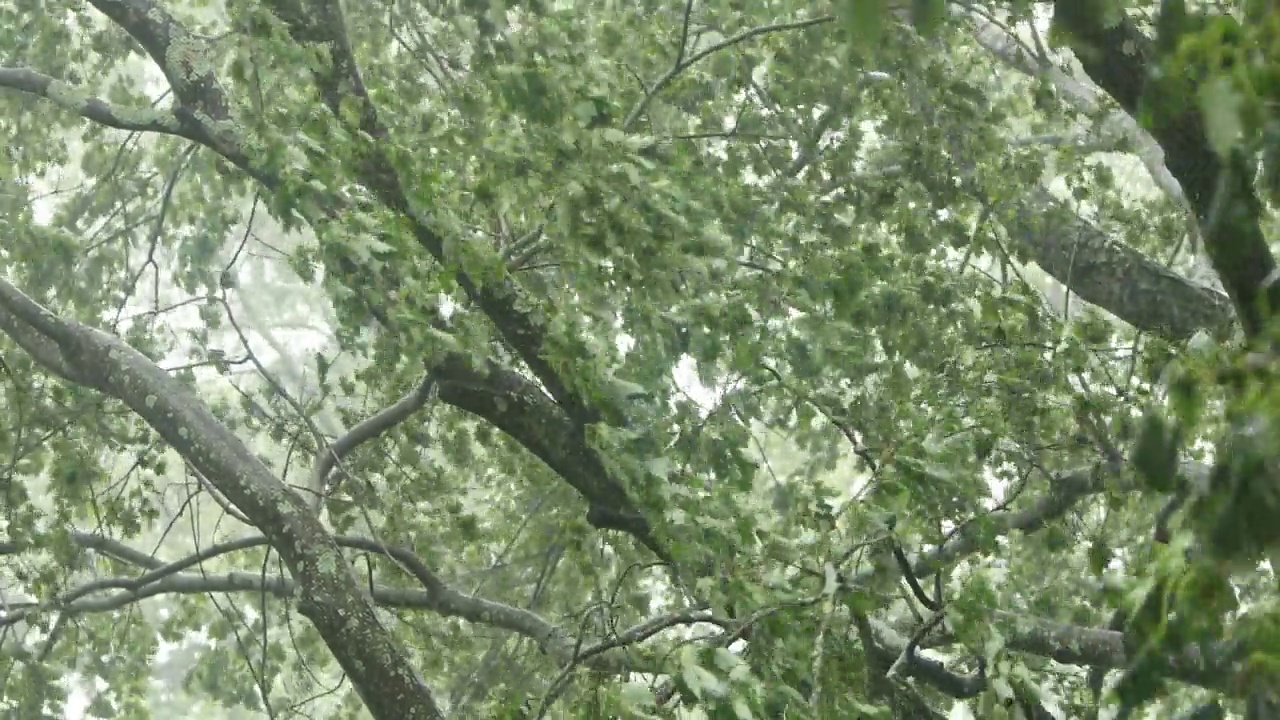 温和的飓风雨在郊区的院子-水平视频素材