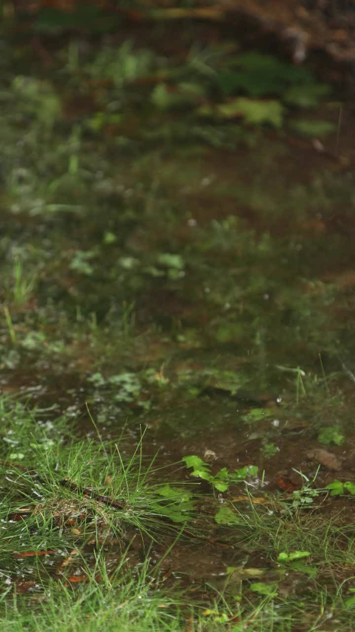 温和的飓风雨和风在郊区的院子里视频素材