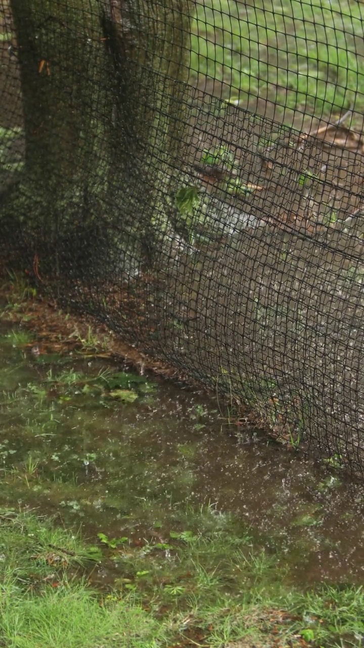 温和的飓风雨和风在郊区的院子里视频素材