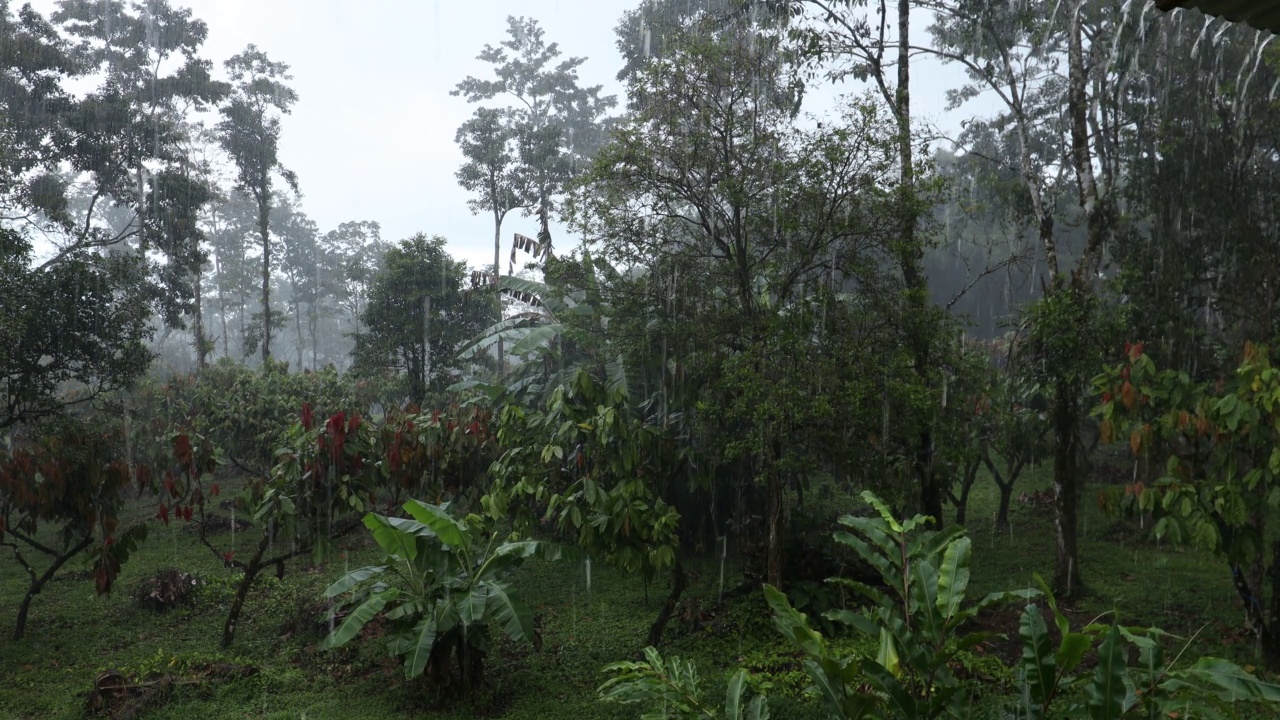 热带地区的大雨，视频素材