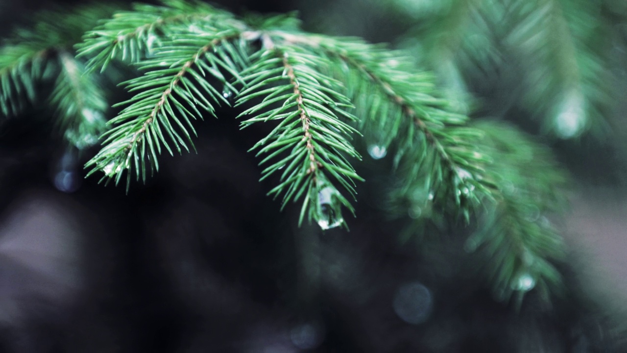 雨中云杉树枝的特写视频素材