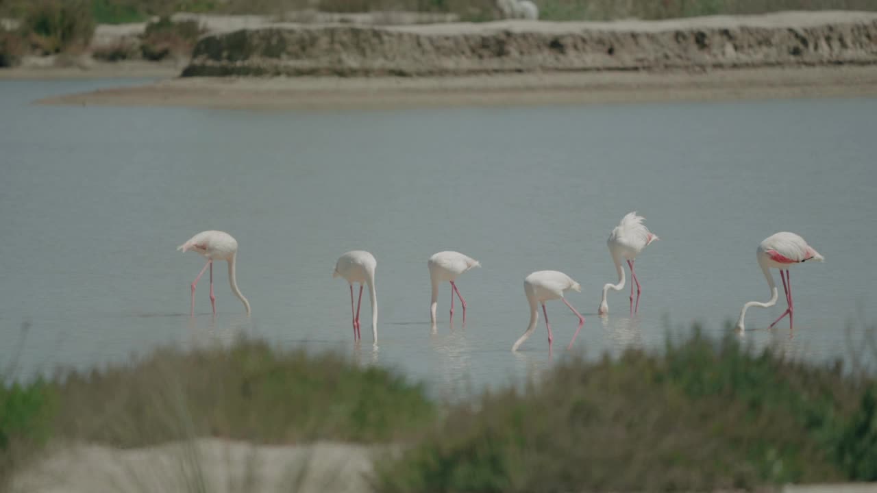 西班牙多纳纳国家公园沼泽地里的火烈鸟视频素材