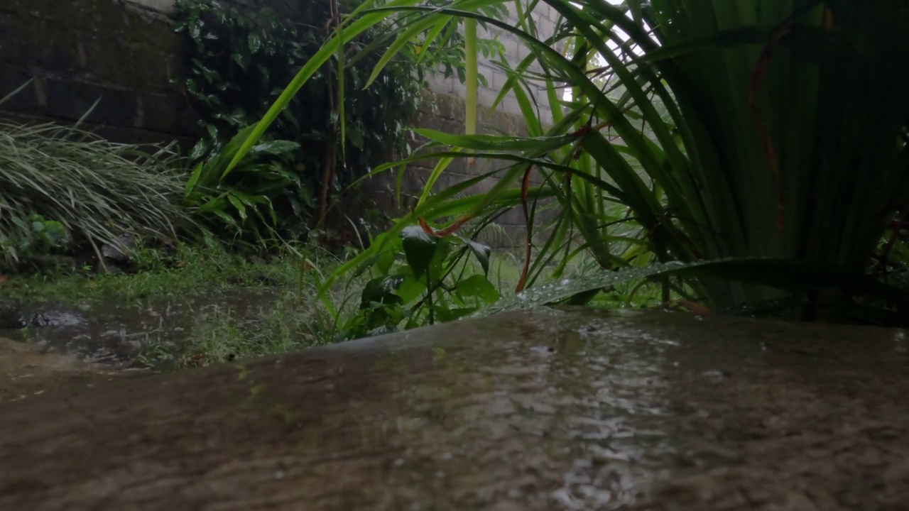 雨水落在略绿的地面上，前景黄色的鸢尾花视频素材